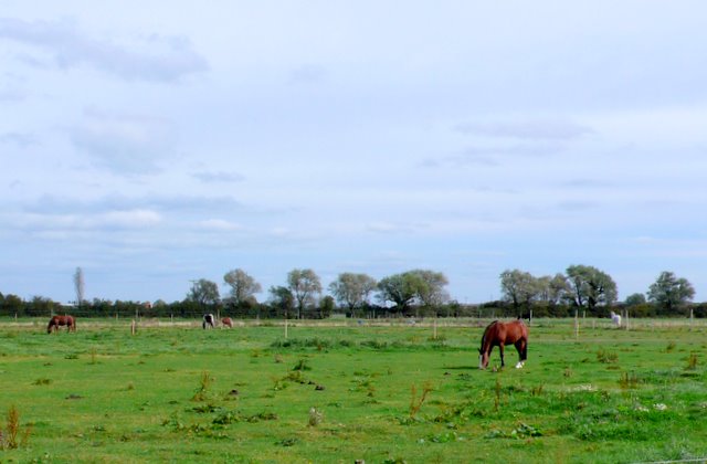 Brown horses graze in a green pasture under a cloudy blue sky, with trees in the distance.
